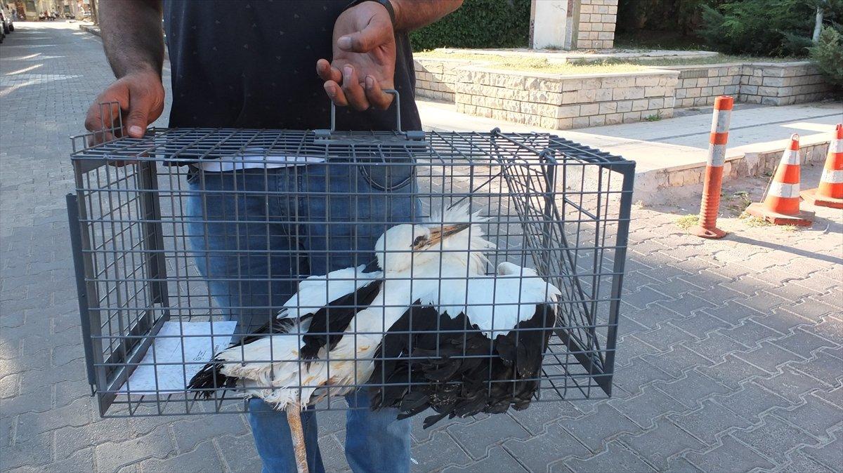 Leylek ayağına dolanan telden kurtuldu