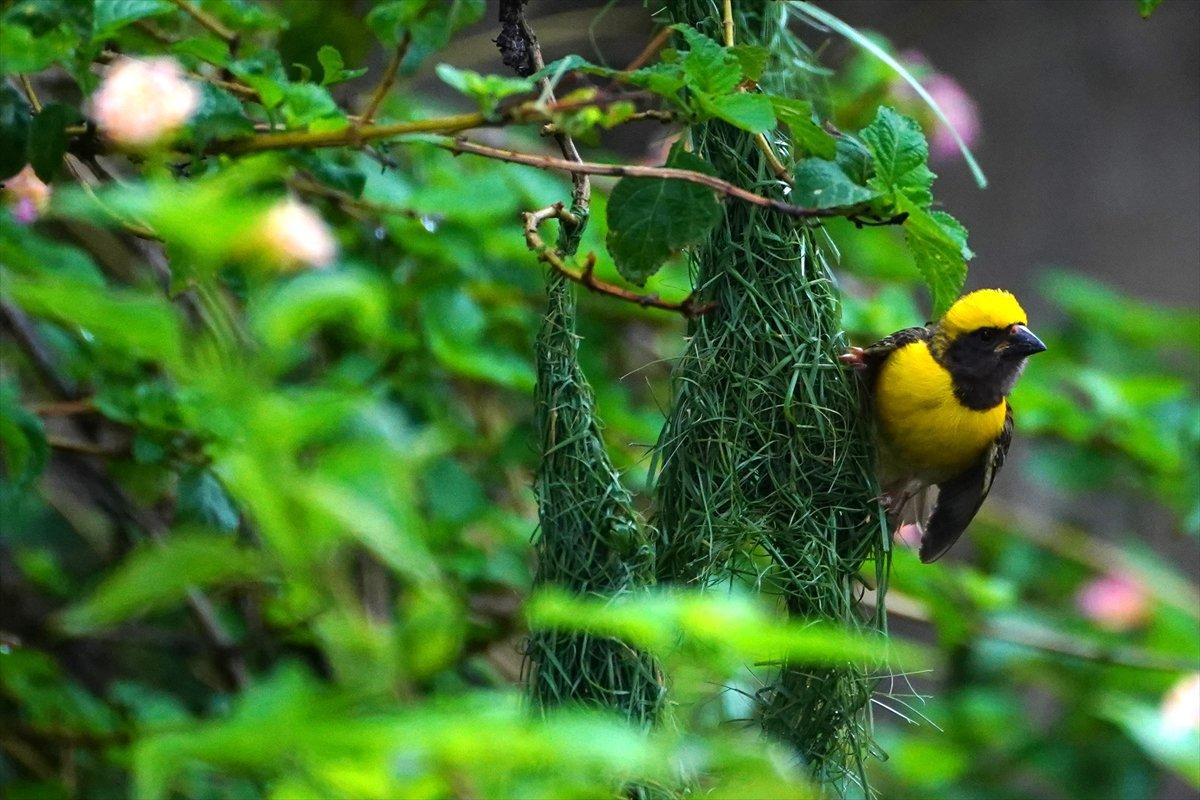 Hindistan'da Dokumacı kuşların yuva sanatı