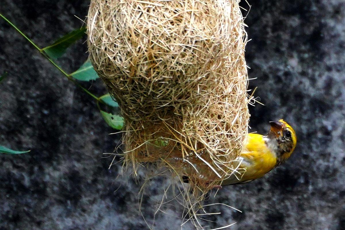 Hindistan'da Dokumacı kuşların yuva sanatı