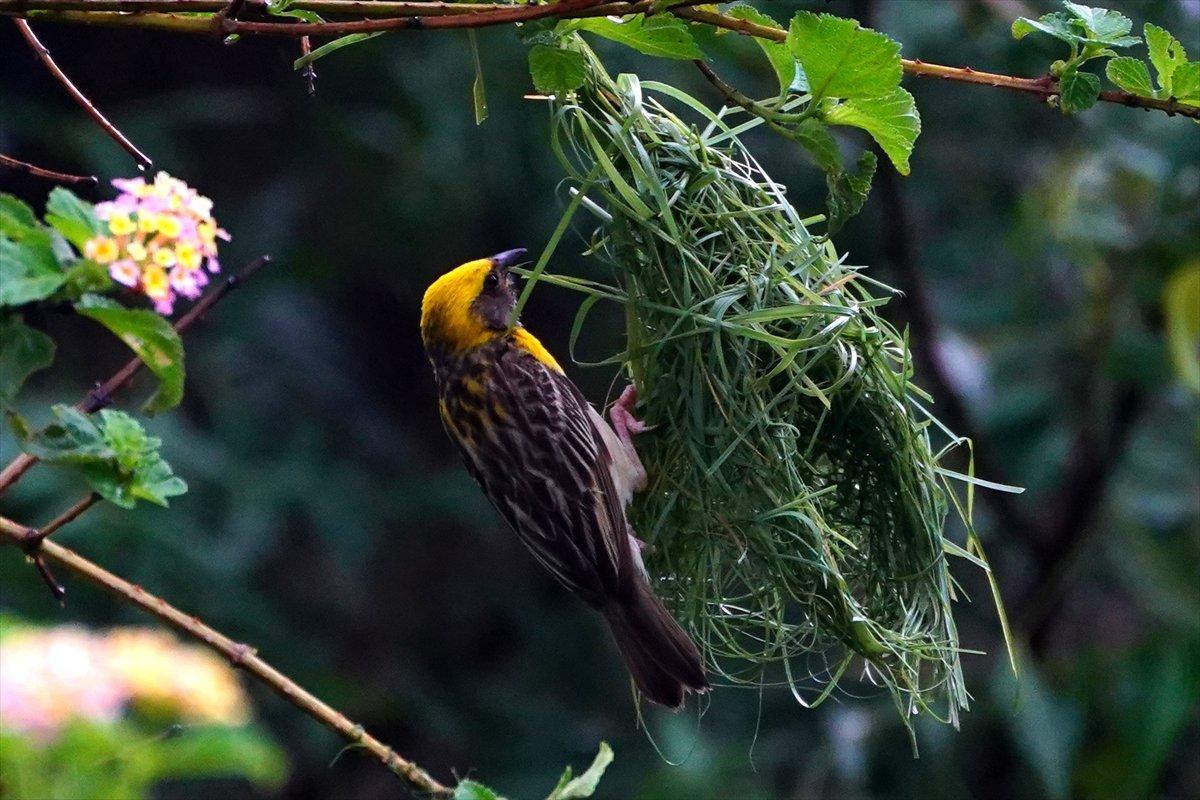 Hindistan'da Dokumacı kuşların yuva sanatı