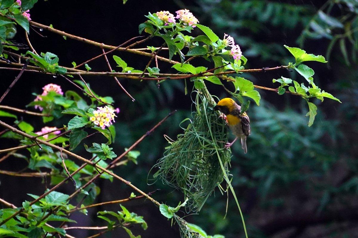 Hindistan'da Dokumacı kuşların yuva sanatı