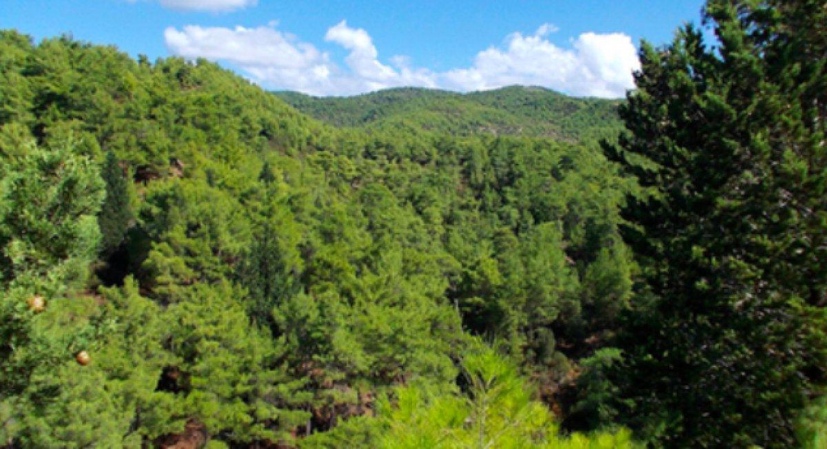 Ormana giriş yasağı alınan iller