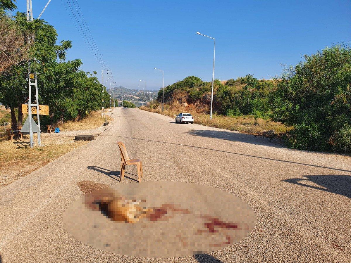 Adana'da av tüfeğiyle vurulan sokak köpeği öldü