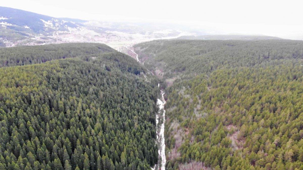 Giresun, Ordu ve Sivas’ta ormanlık alanlara girişler yasaklandı