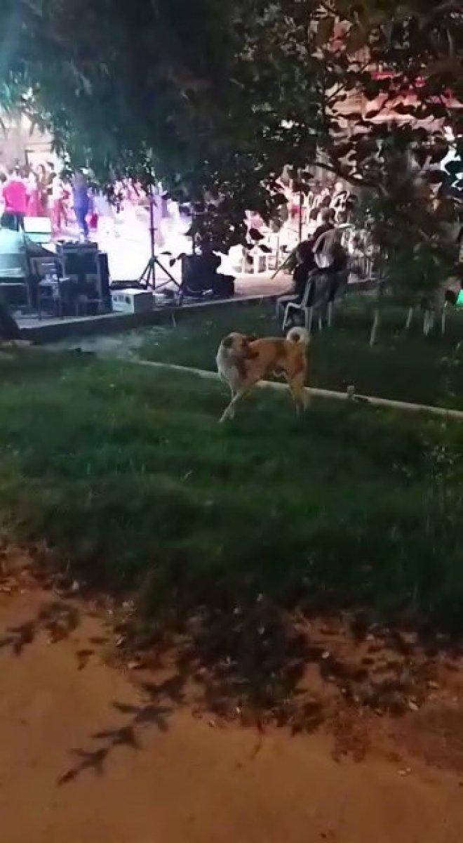 Denizli'de düğünde dans eden köpek