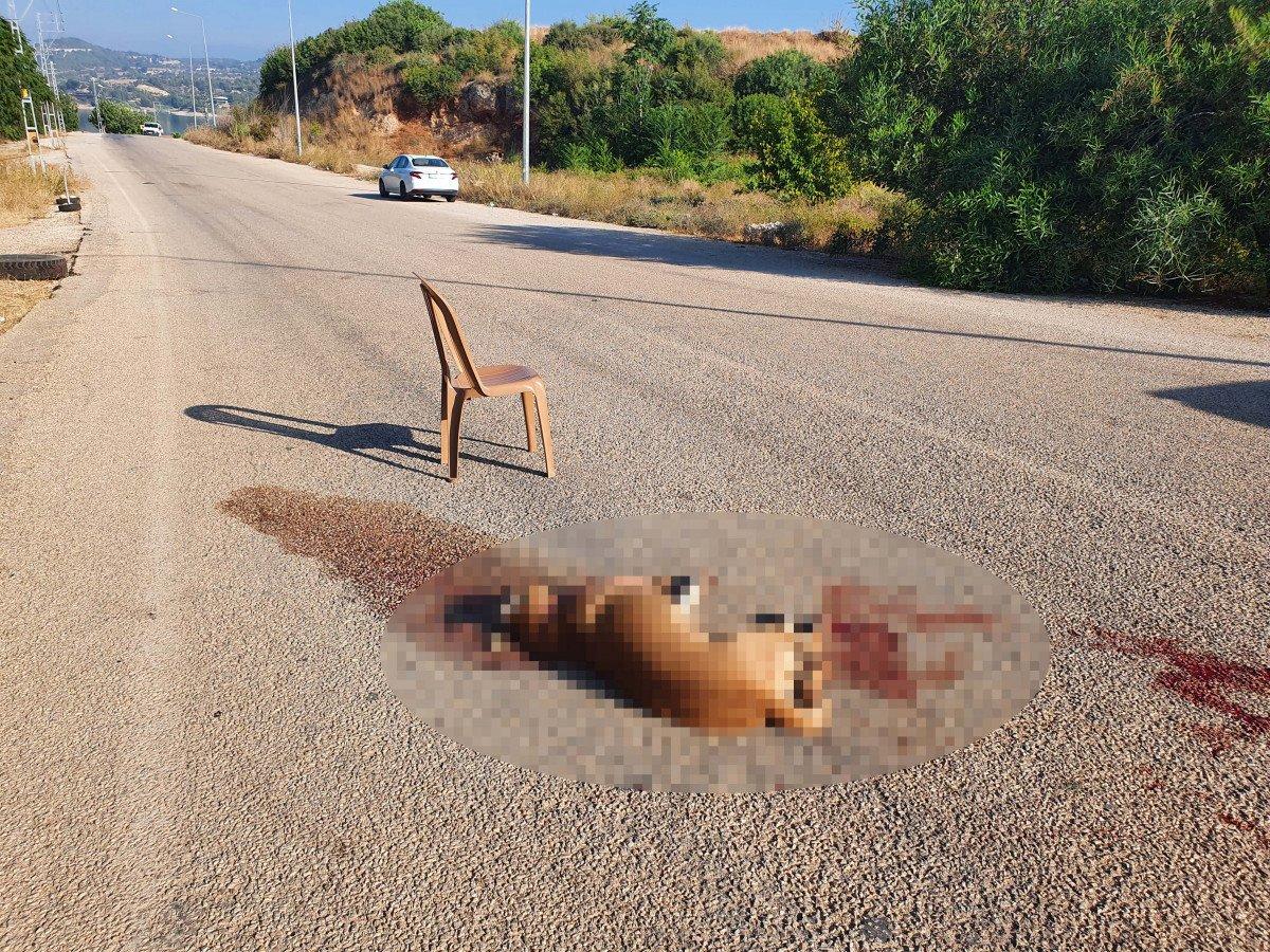 Adana'da av tüfeğiyle vurulan sokak köpeği öldü