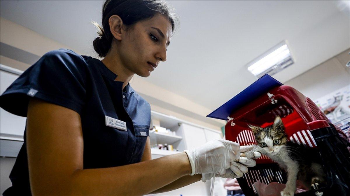 Manavgat'ta hayvanlar da etkilendi