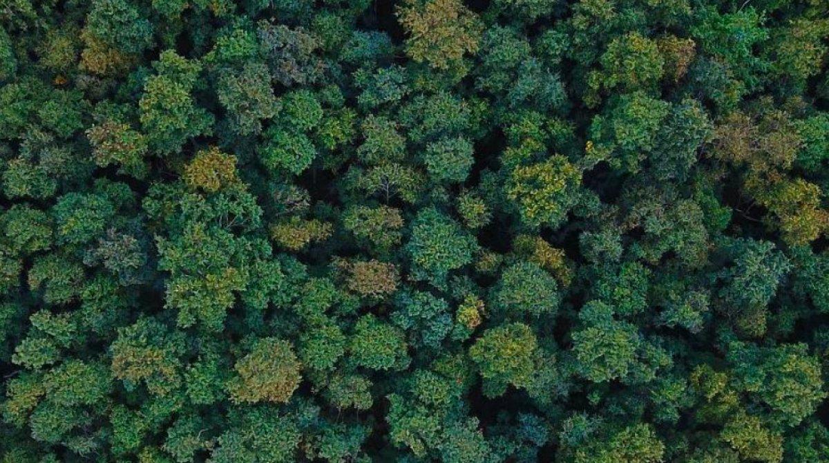 Ormana giriş yasağı alınan iller