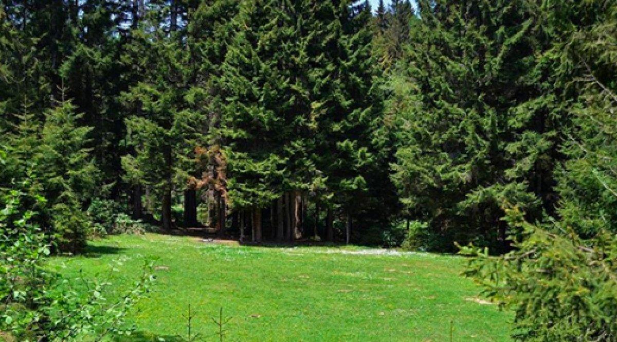 Ormana giriş yasağı alınan iller