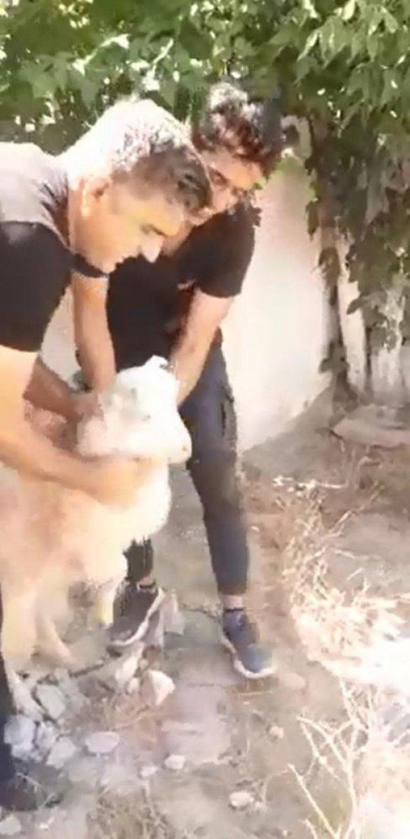 Van'da trafo ile duvar arasına sıkışan keçi kurtarıldı