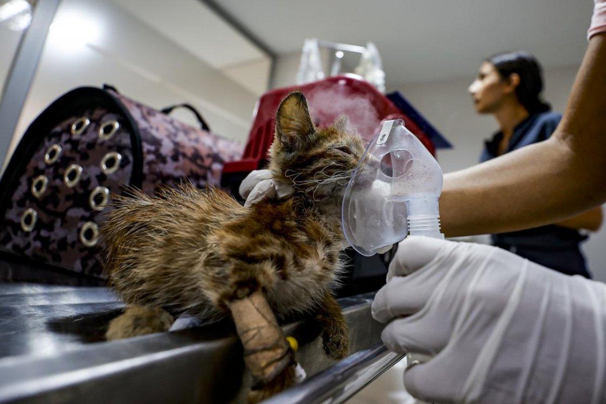 Veterinerler gönüllü oldu