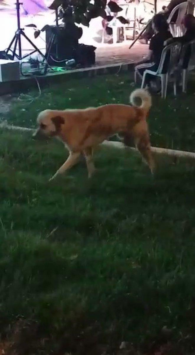 Denizli'de düğünde dans eden köpek