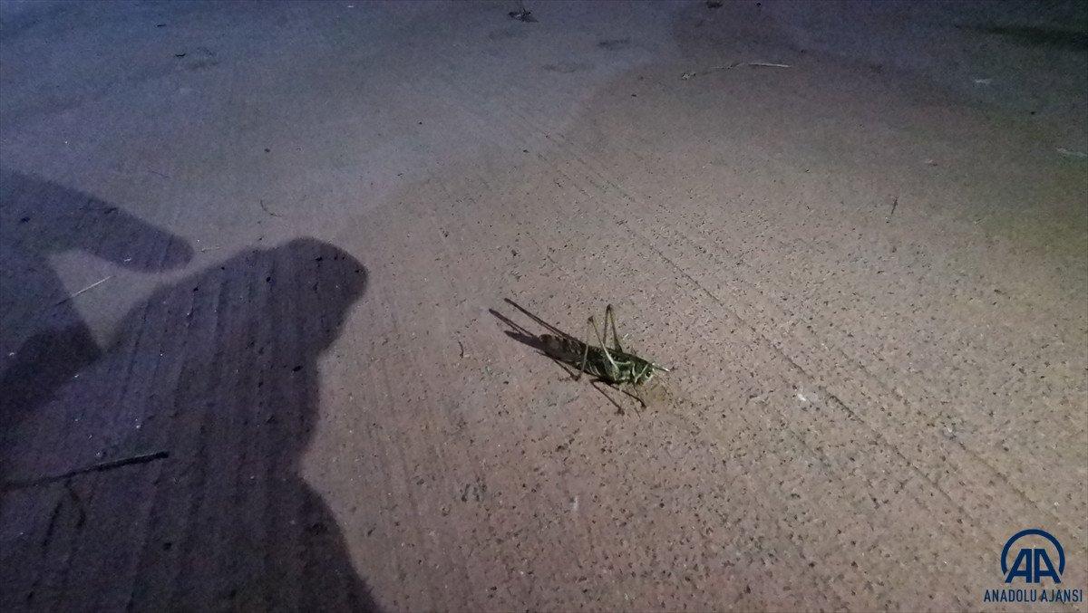 Arnavutköy'de çekirge istilası
