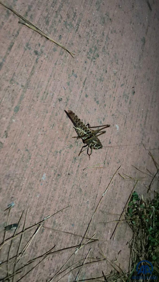 Arnavutköy'de çekirge istilası