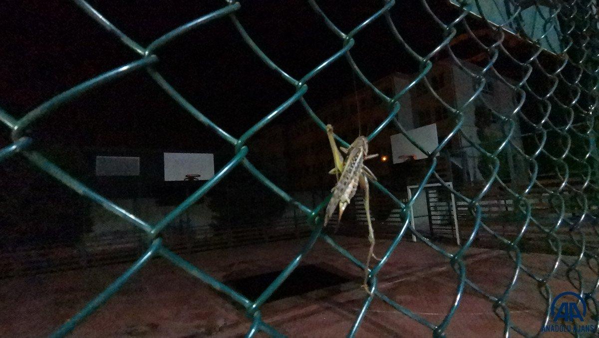 Arnavutköy'de çekirge istilası