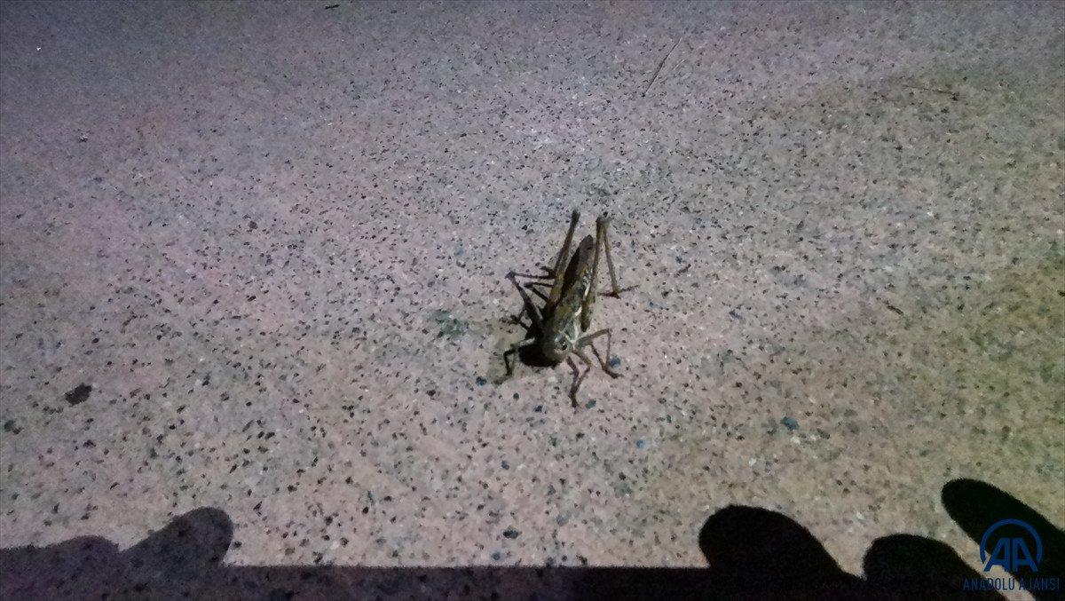 Arnavutköy'de çekirge istilası