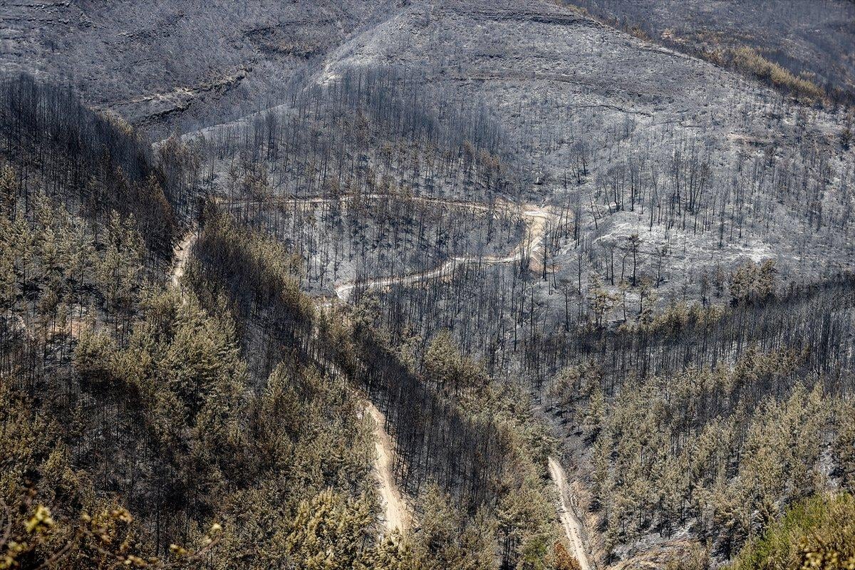 Manavgat ormanları küle döndü