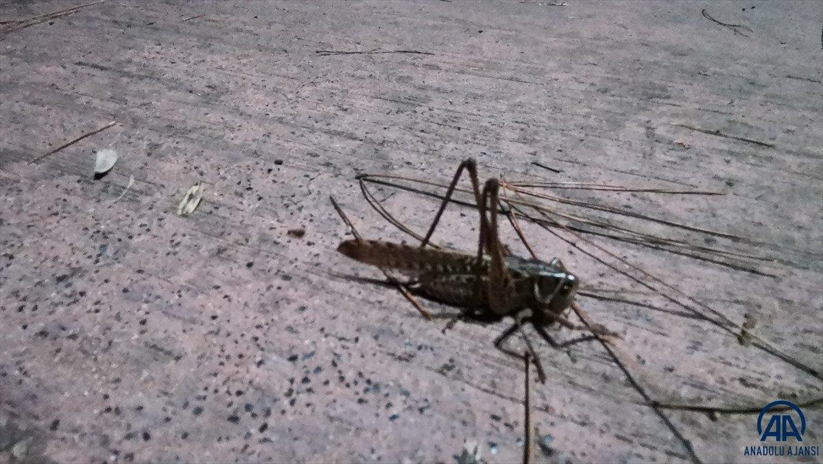 Arnavutköy'de çekirge istilası