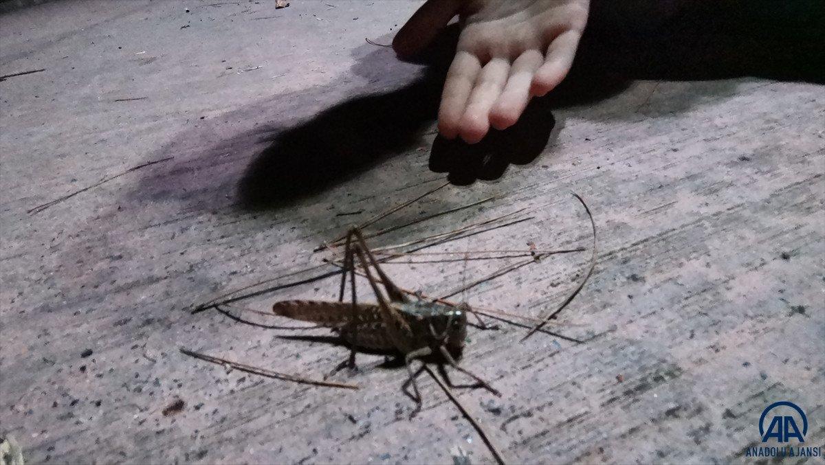 Arnavutköy'de çekirge istilası