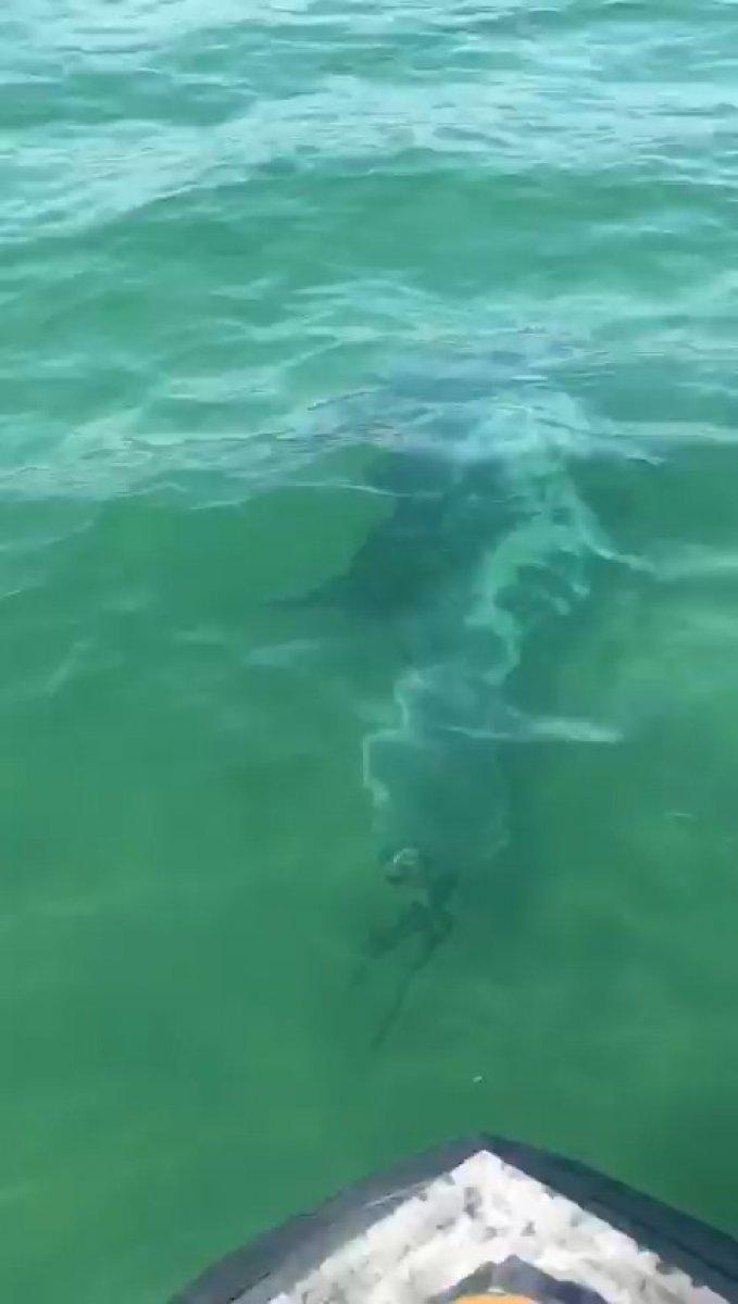 Şile'de yunus, keyifle oynarken kameraya yakalandı