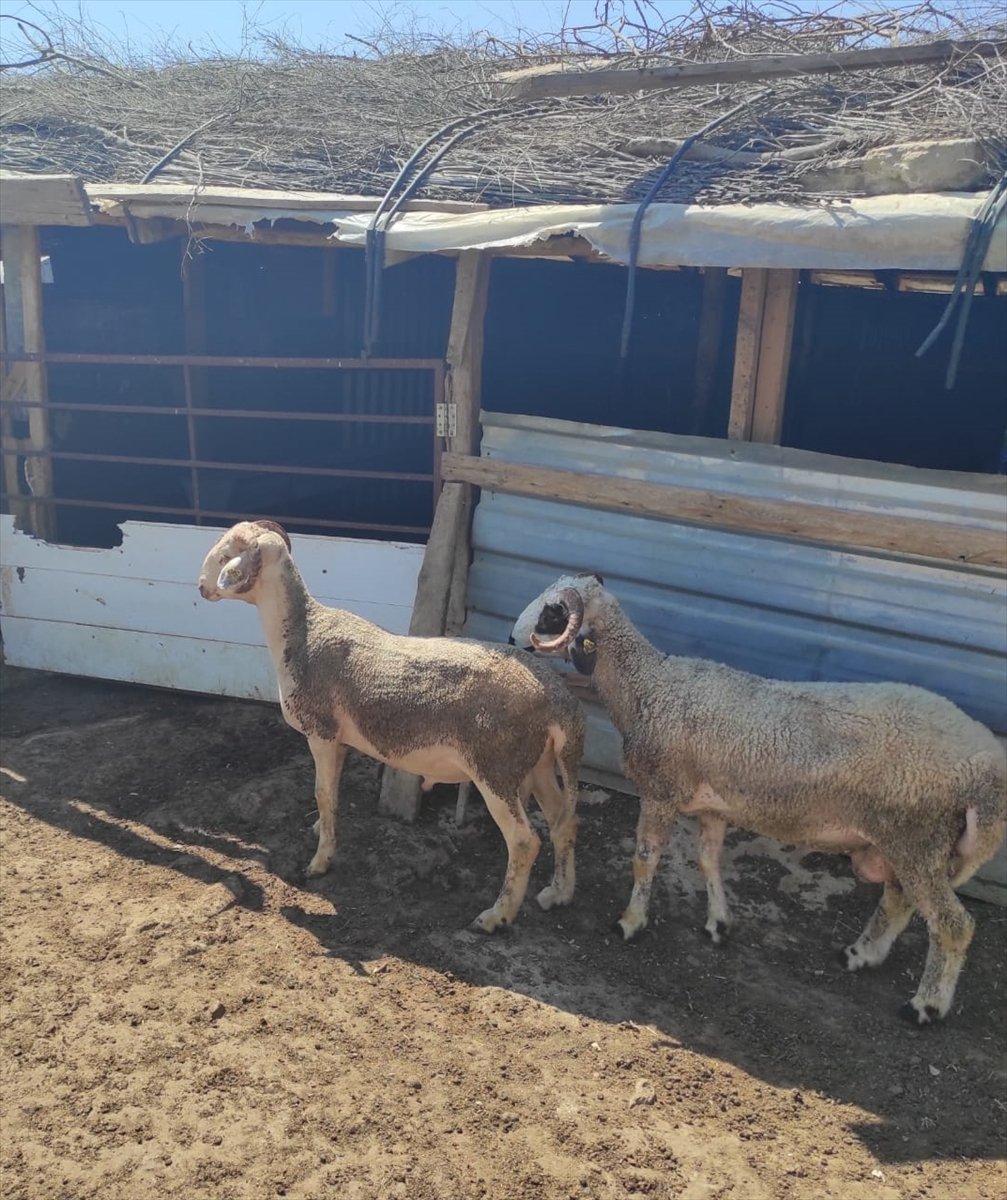 Antalya’ya çevre illerdeki besicilerden yüzlerce tır yem yardımı