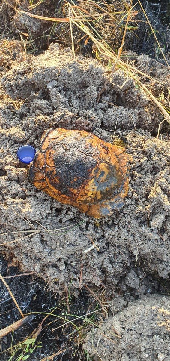 Balıkesir’de elektrik direğine çarpan atmaca yangına neden oldu