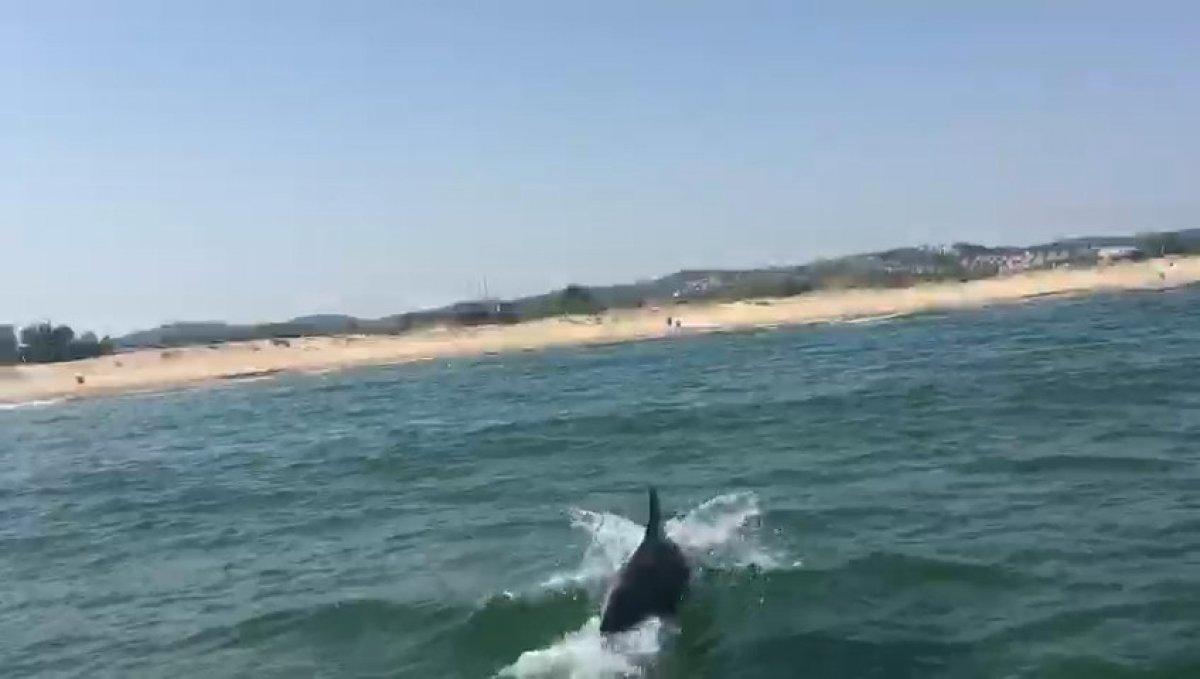 Şile'de yunus, keyifle oynarken kameraya yakalandı