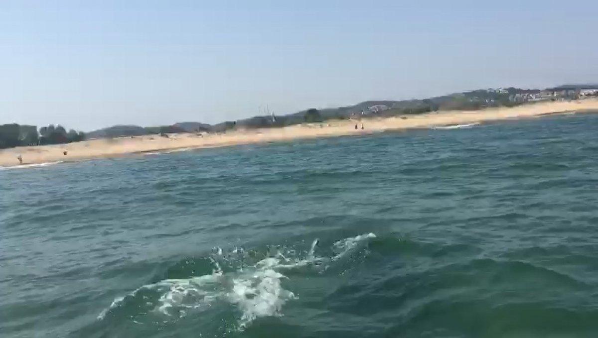 Şile'de yunus, keyifle oynarken kameraya yakalandı