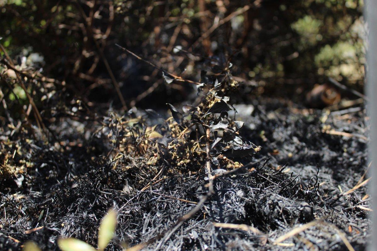 Ankara’da apartmanı ateşe verme girişimi kamerada