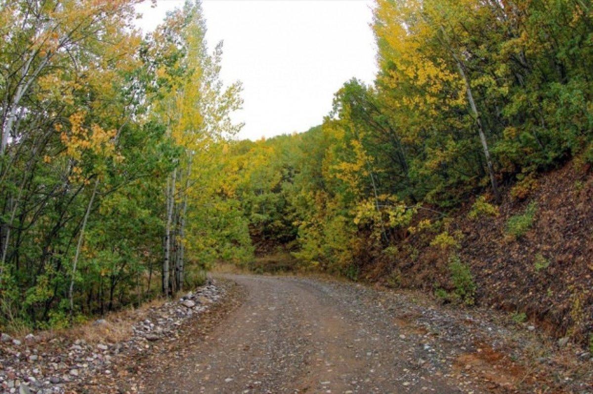 Tunceli'de ormanlara giriş ve çıkışlar 1 ay yasaklandı