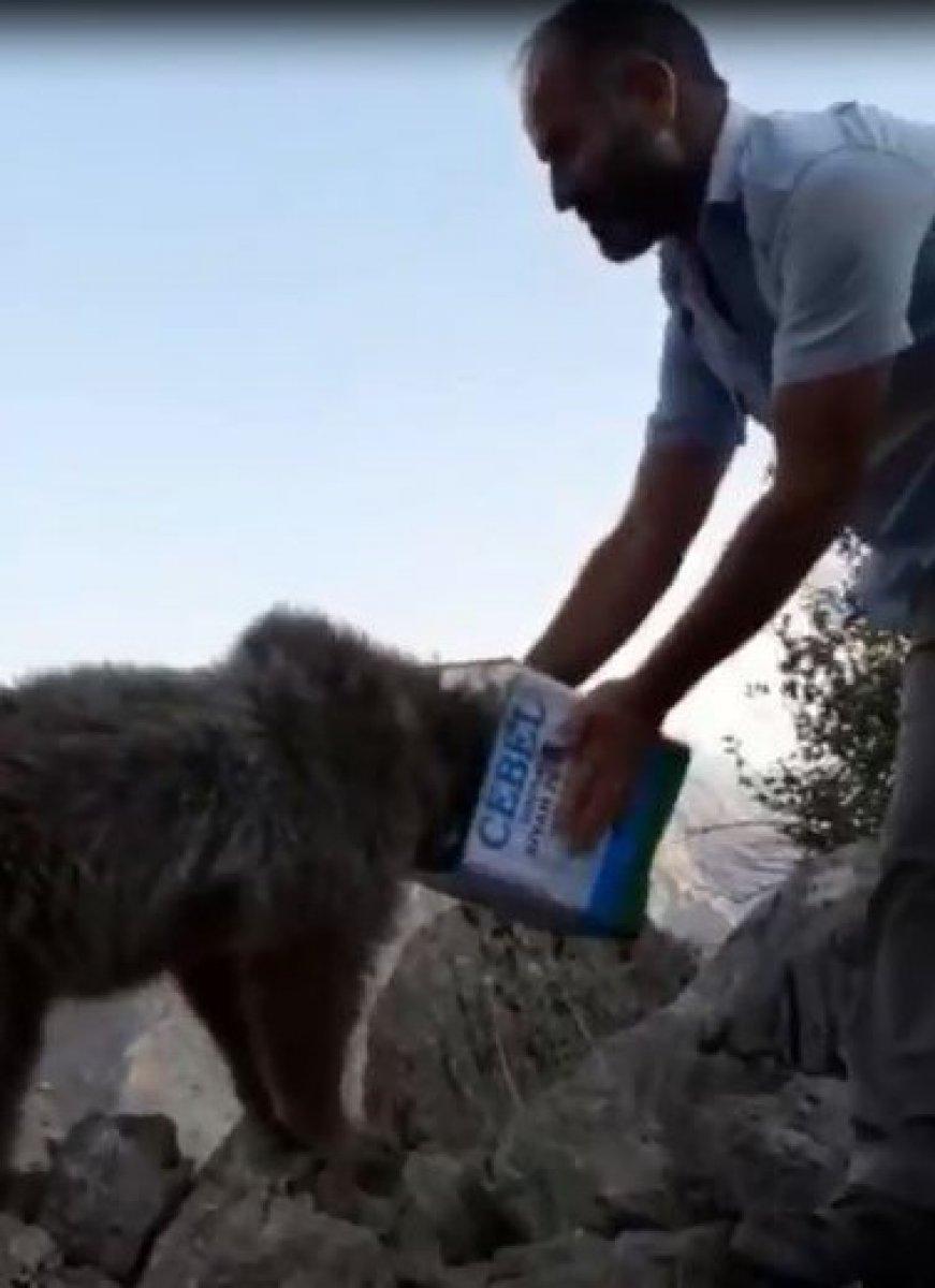 Hakkari’de başı teneke kutuya sıkışan ayıyı vatandaşlar kurtardı