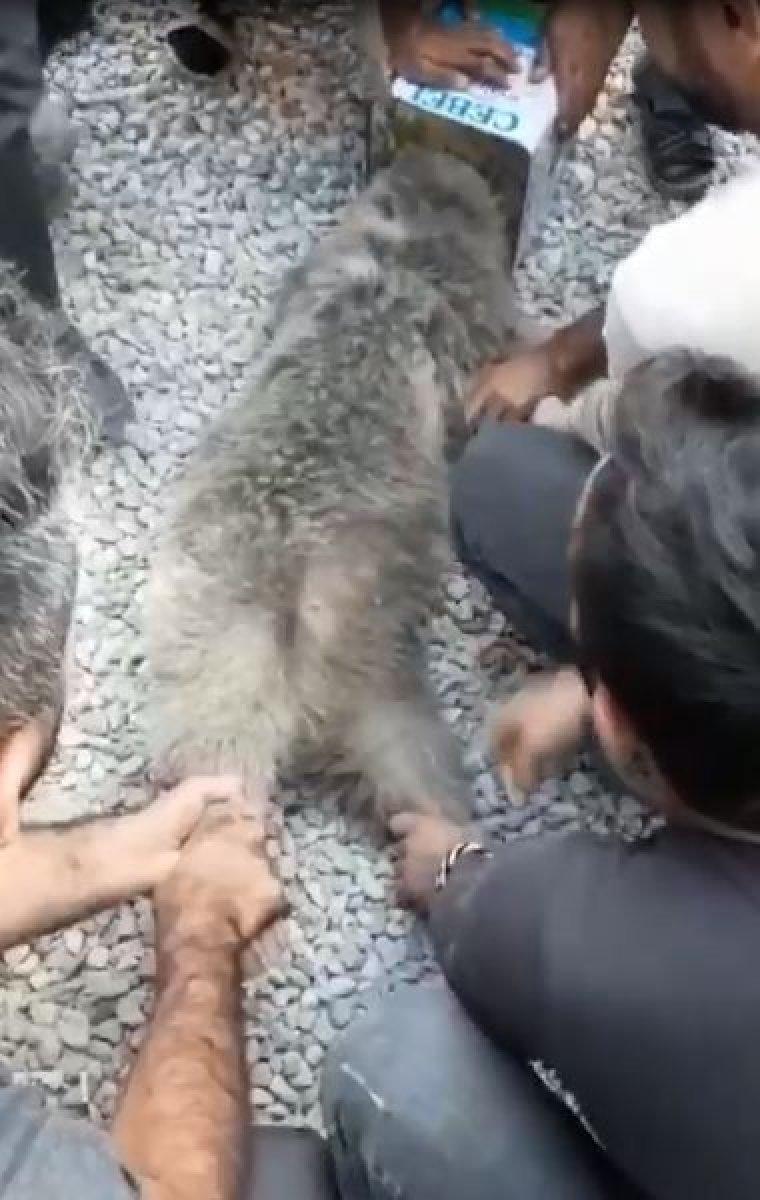 Hakkari’de başı teneke kutuya sıkışan ayıyı vatandaşlar kurtardı