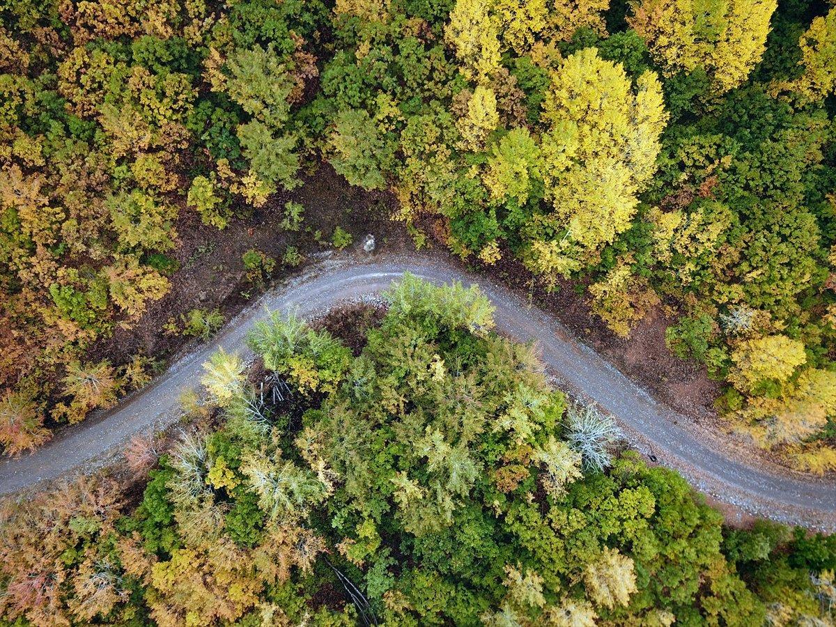 Tunceli'de ormanlara giriş ve çıkışlar 1 ay yasaklandı