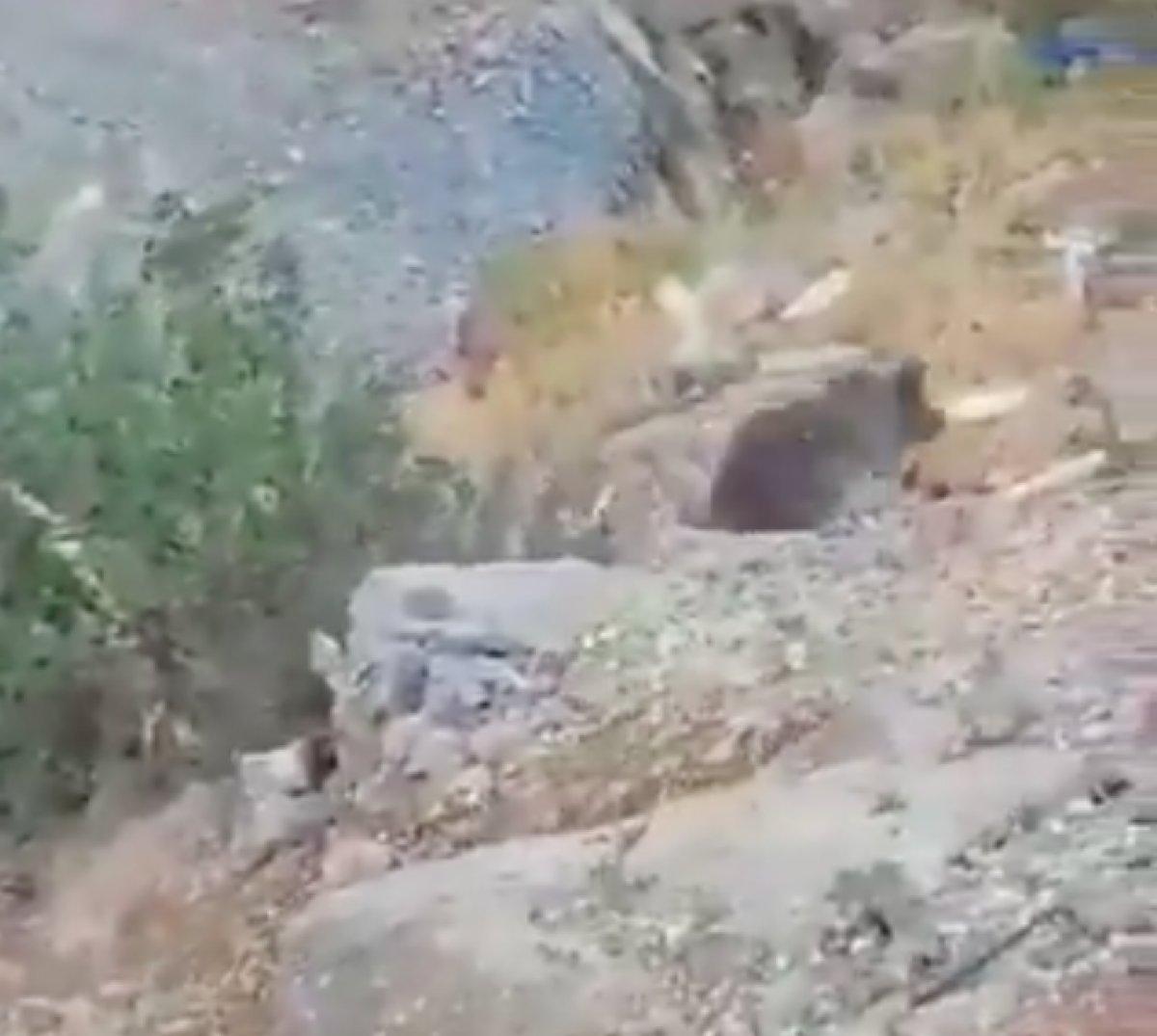 Hakkari'de kurtardıkları ayıyı yüksekten bıraktılar