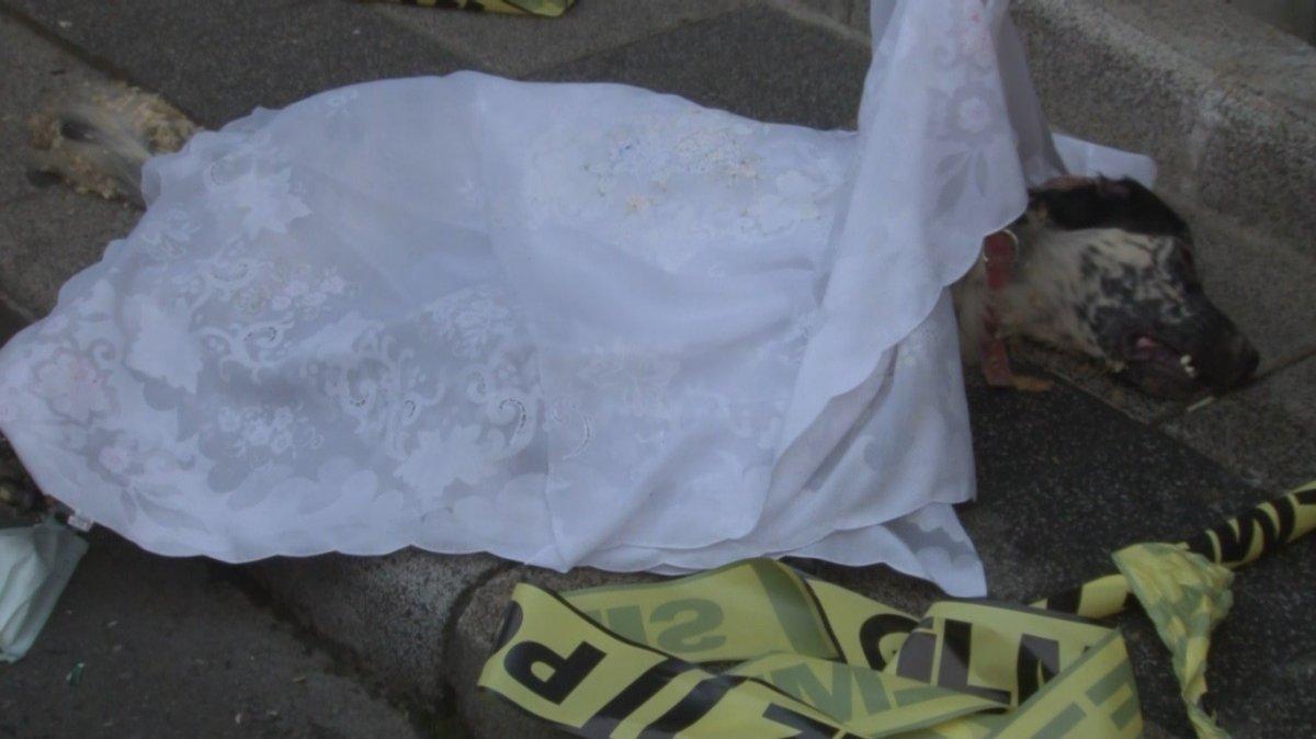 Kağıthane’deki yangında mahsur kalan köpek telef oldu