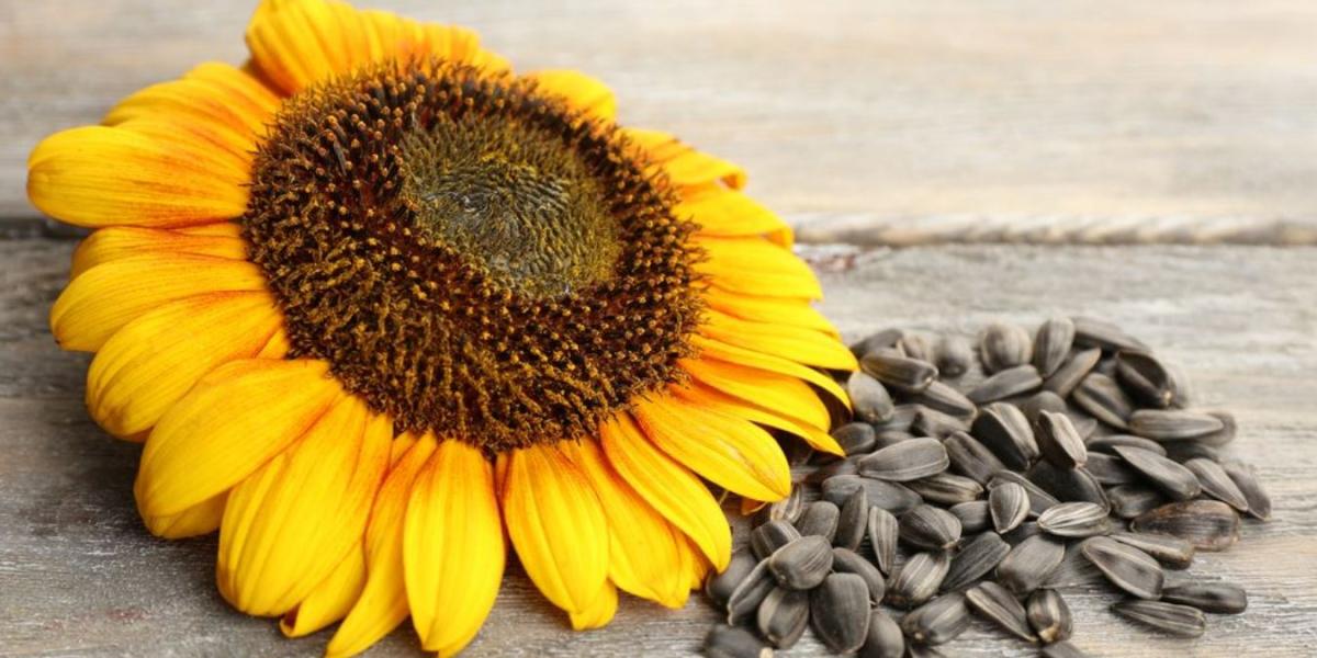 Çocukların sevebileceği en iyi 10 yiyecek