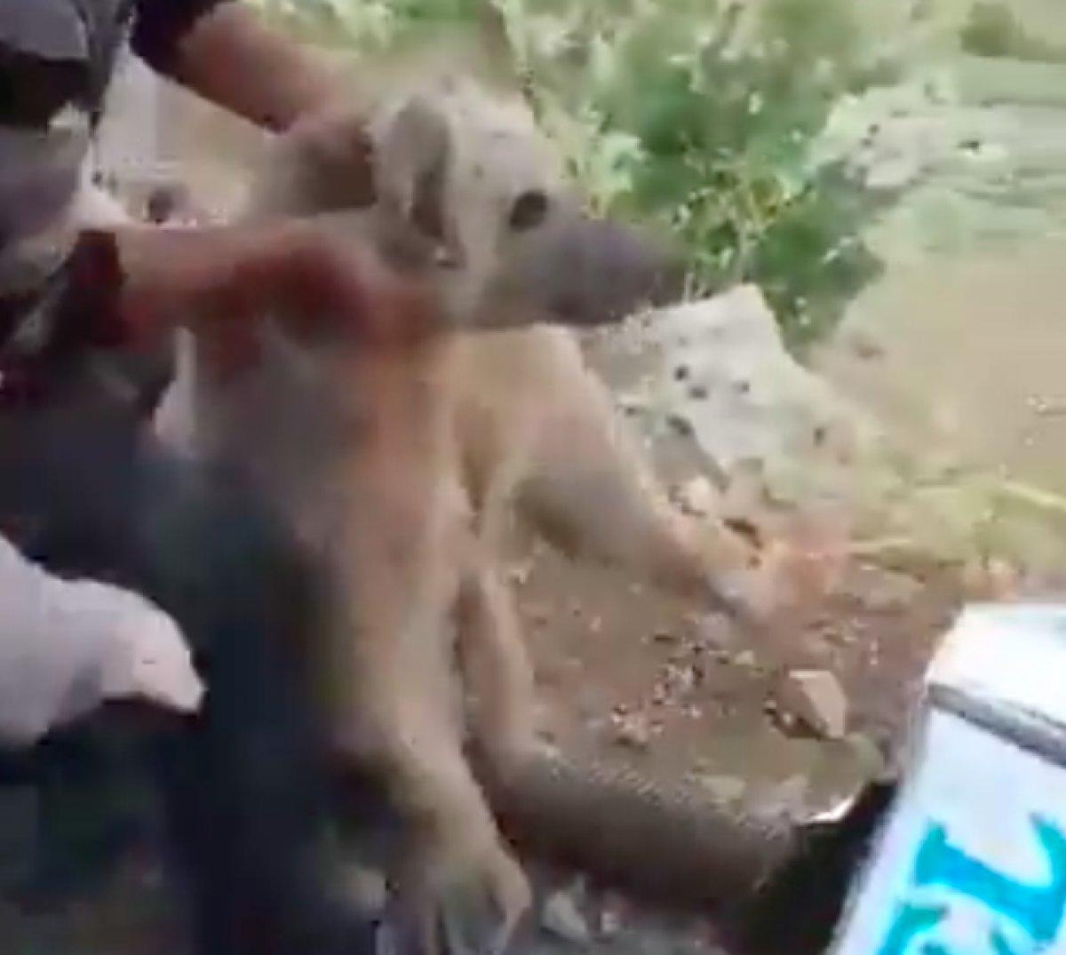 Hakkari'de kurtardıkları ayıyı yüksekten bıraktılar