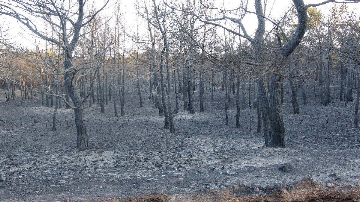 Muğla'da 40 bin hektarlık alan yangından zarar gördü