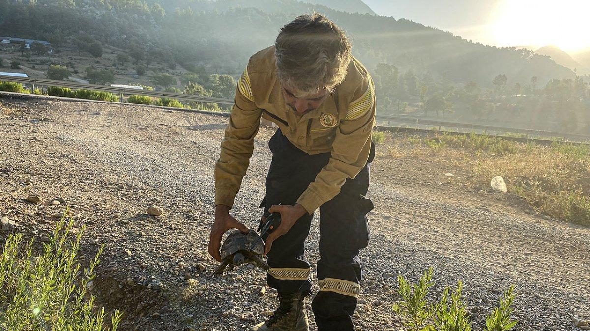 Gündoğmuş'taki yangında mahsur kalan kaplumbağa, orman işçilerince kurtarıldı