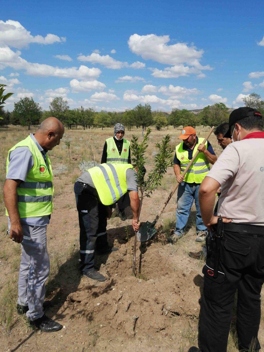 Fidanlar yangın bölgeleri için hazır
