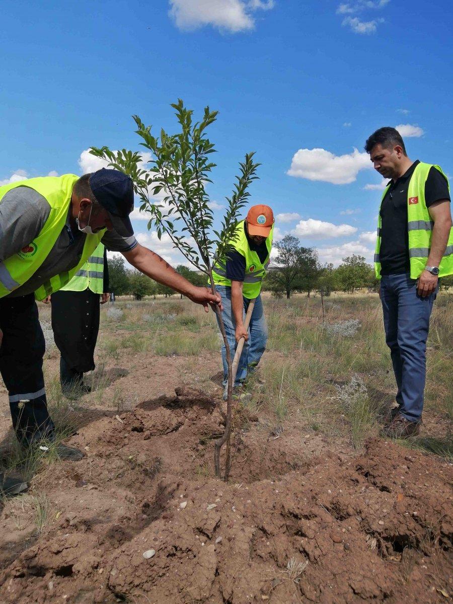 Fidanlar yangın bölgeleri için hazır