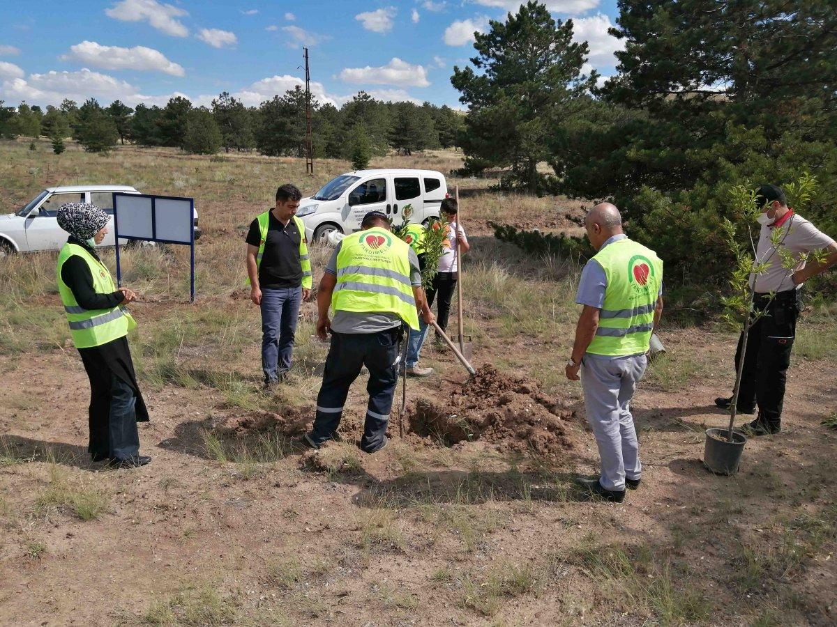 Fidanlar yangın bölgeleri için hazır