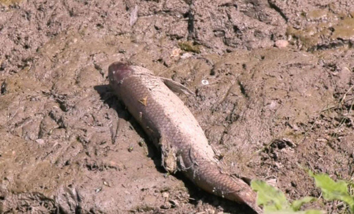 Kars Çayı'nda balık ölümleri yaşanmaya başladı