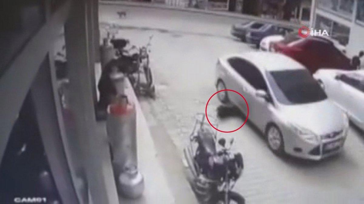 Ordu'da köpeği ezdi, yoluna devam etti