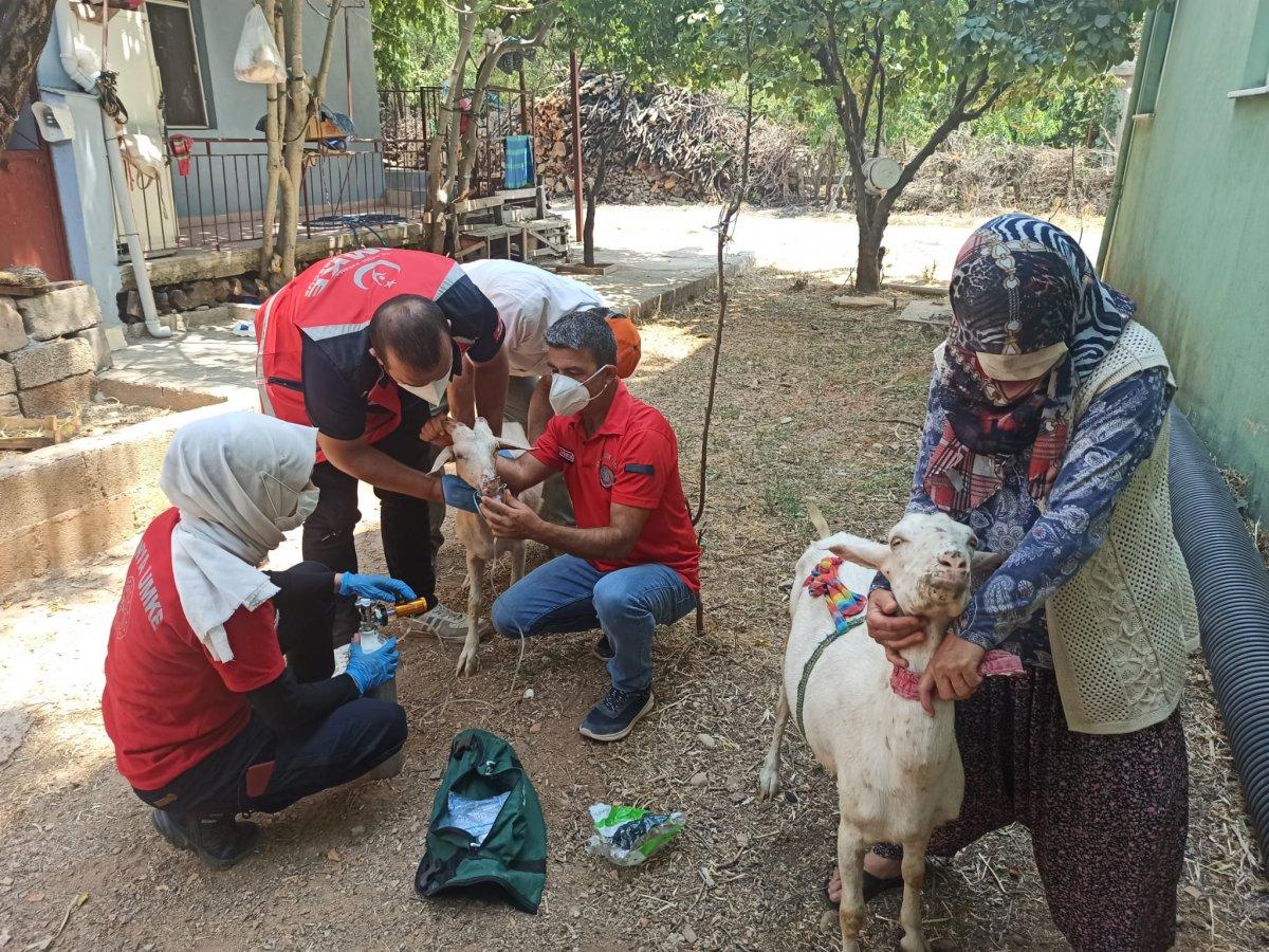 Yangından etkilenen keçilere UMKE ekipleri müdahale etti