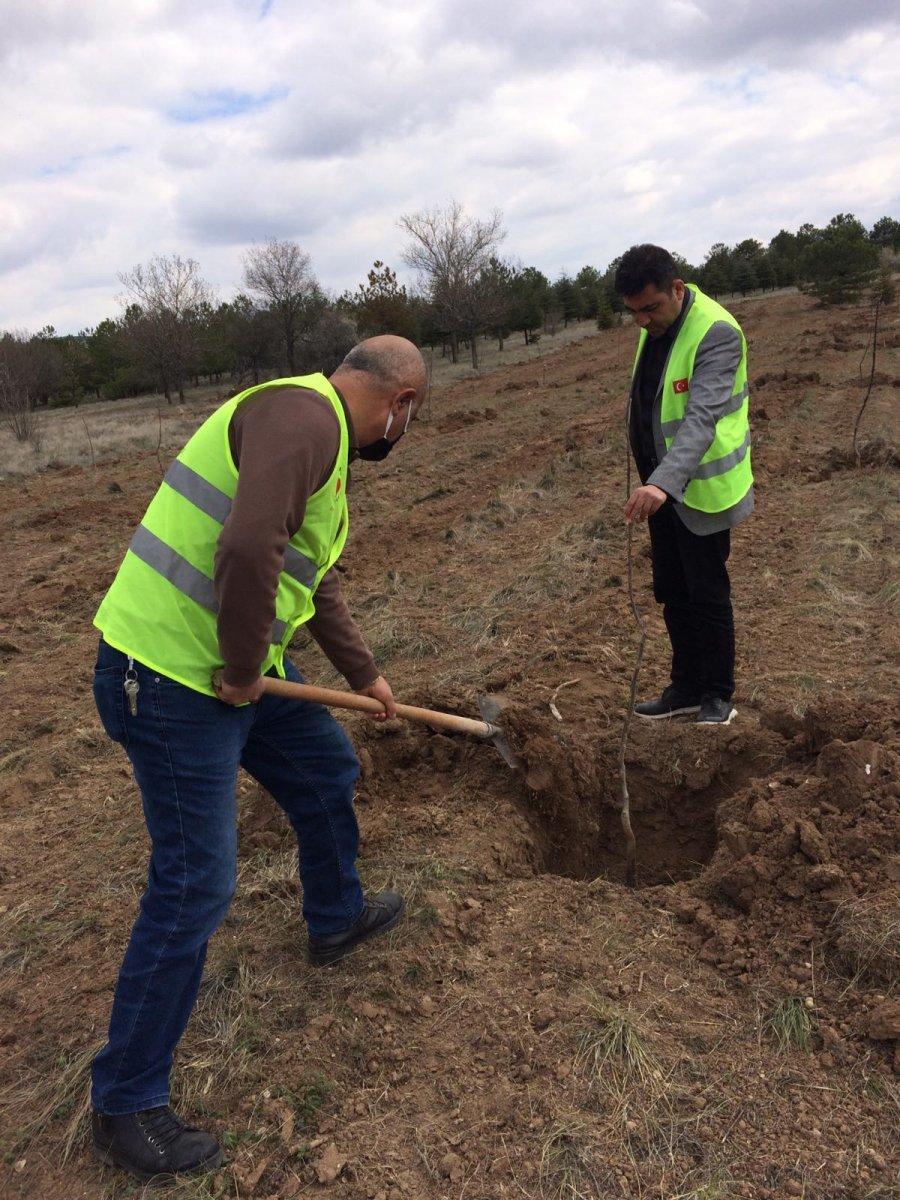 Fidanlar yangın bölgeleri için hazır