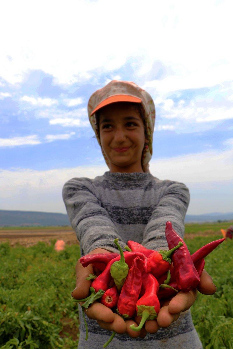 Gaziantep'te 'acıların hasadı' başladı