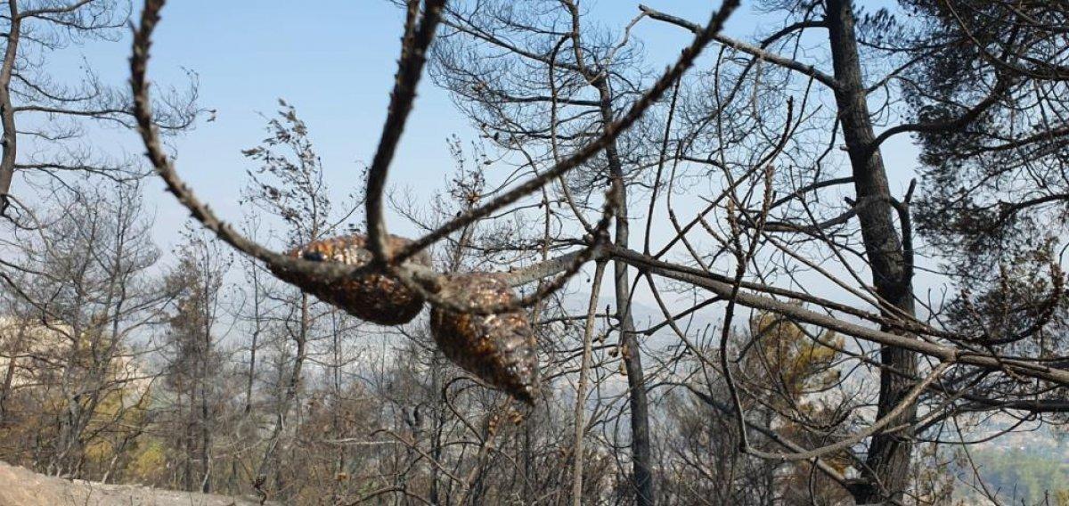 Çine'de yanan alanlar görüntülendi