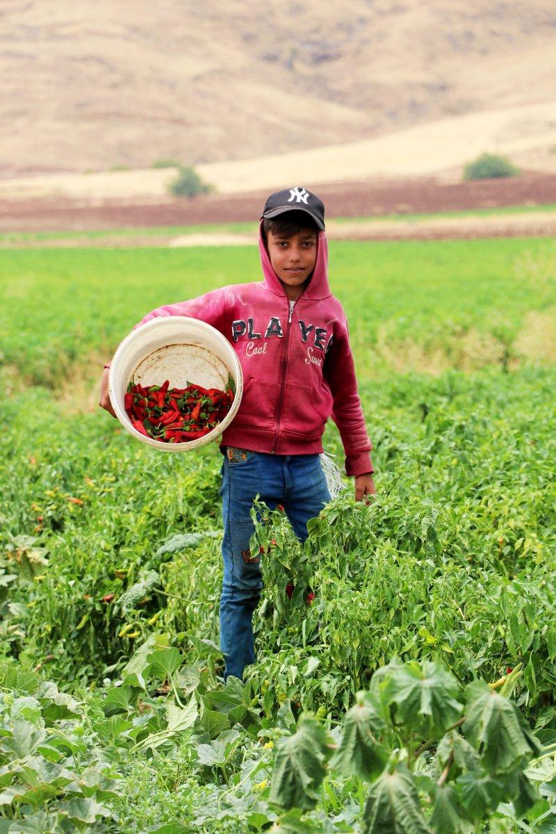 Gaziantep'te 'acıların hasadı' başladı