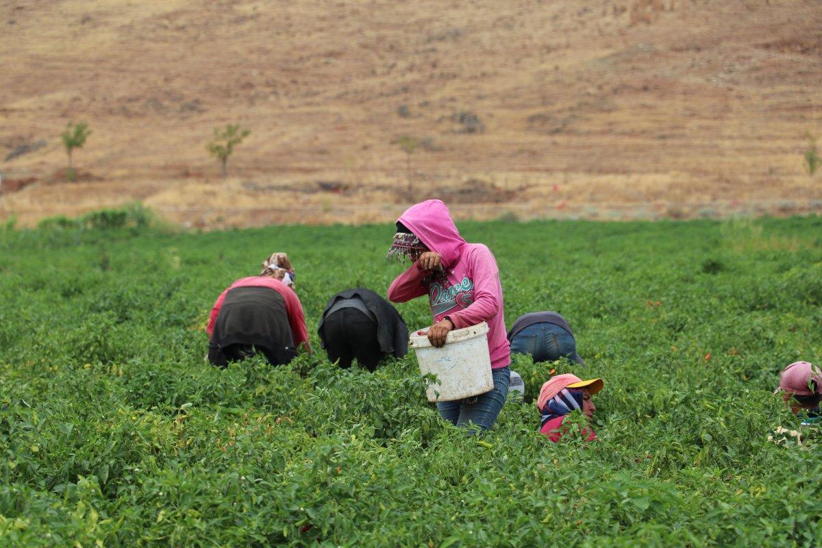 Gaziantep'te 'acıların hasadı' başladı